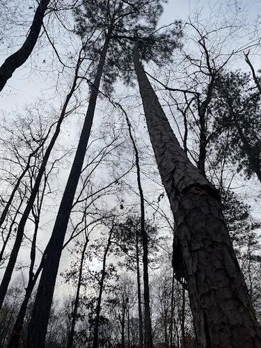 All Photos for Pinedown LLC in Cherokee County, GA