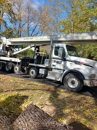 Tree Removal for Buffalo Family Tree Care in Buffalo, MN