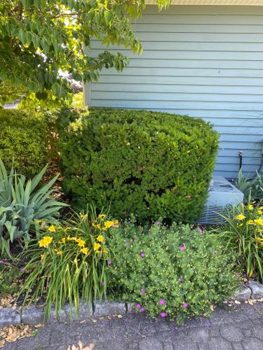 Shrub Trimming for Cuellar Lawn Care in Highland , NY 