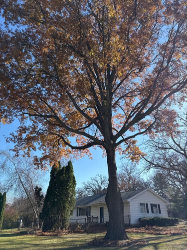 Tree Trimming for Fransen's Tree Service  in Freeport, IL