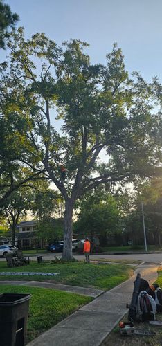  for Servin's Tree Care  in Houston, TX