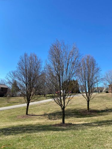 Tree Removal for Atwood’s Tree Care in Liberty,  KY