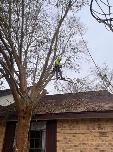  for Servin's Tree Care  in Houston, TX