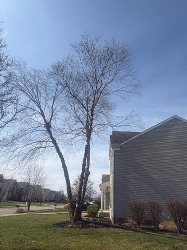  for Dig-It Tree Company in Mason, OH