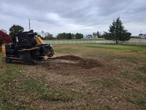 Stump Removal for W D Giampa Lawns and Landscape Inc. in Manassas, VA