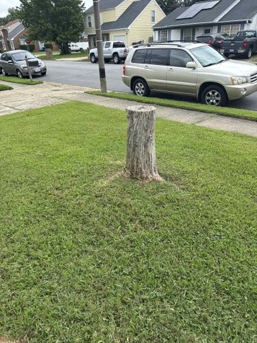 Stump Grinding for Anchor & Grind Stump in Chesapeake, VA