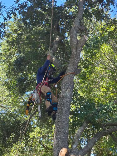 Tree Removal for Near Me Tree Service, Inc. in DeLand, FL