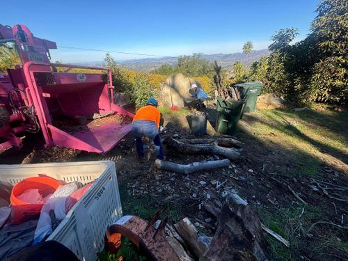 Tree Removal for The Tree Fairy in Temecula, CA