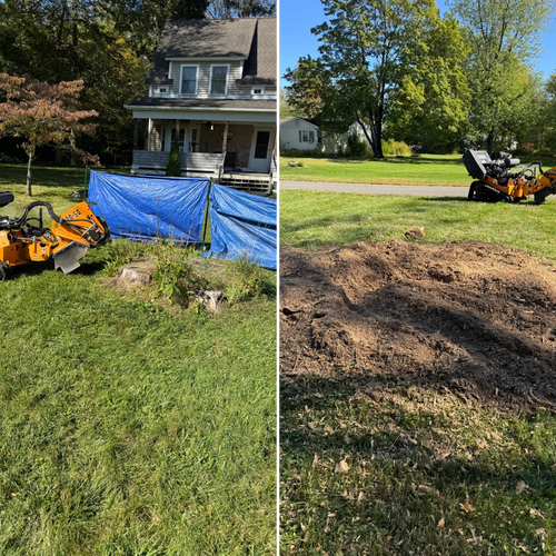 Stump Removal for Jills Stump Grinding and Firewood in Shelton, CT