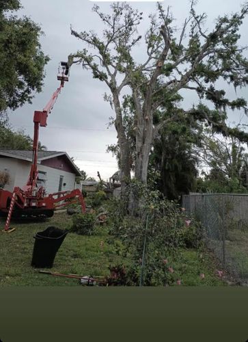 Tree Removal for MX Trees LLC in Englewood, FL
