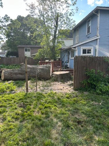 All Photos for Pro Tree Trim & Removal, Llc in Dayton, OH