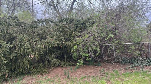 All Photos for Pro Tree Trim & Removal, Llc in Dayton, OH
