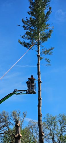 Tree Removal for Olson Tree Service, Inc in Rockford, IL