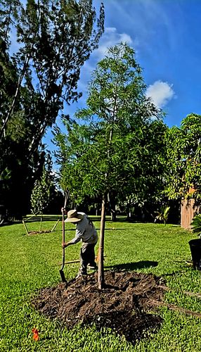 All Photos for Bridgewater Arbor Care LLC in Jupiter, FL