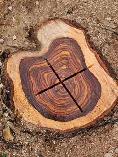 Tree Removal for T's Tree Service and Firewood in Apache Junction, AZ