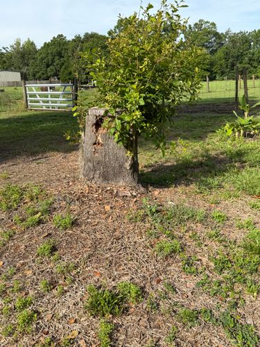  for Greene Acres Stump Grinding in Plant City, FL