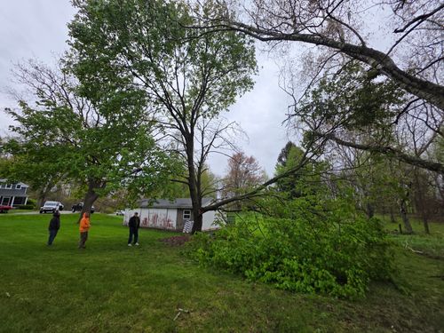  for D Hale Tree Service in Ann Arbor, MI
