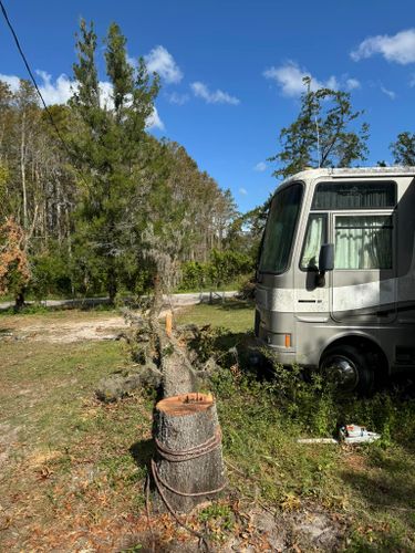 Stump Removal for Ryker's Tree Service in Dunedin, FL