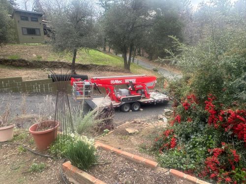 Tree Services for The Tree Fairy in Julian, CA