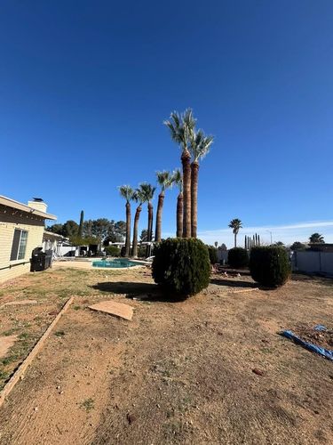 Tree Pruning for By Faith Landscaping in Sierra Vista, AZ
