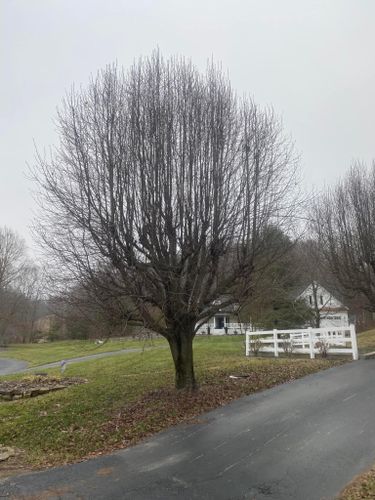 Tree Removal for Atwood’s Tree Care in Liberty,  KY