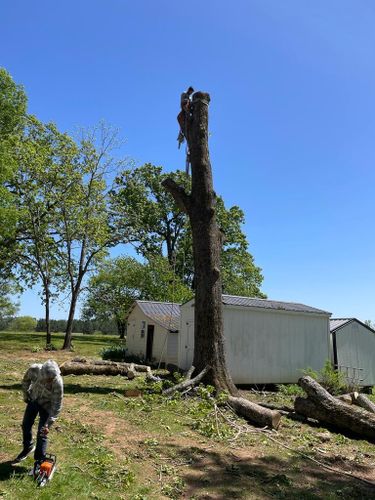 Tree Removal for Rosales Landscaping LLC in Lake Gaston, North Carolina