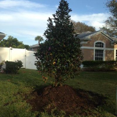 Stump Removal for Busy Beaver Stump Removal, Inc in Clearwater, FL
