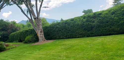 Shrub Trimming for Platas Landscaping & Tree Service in Clyde, NC