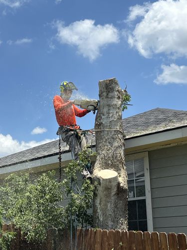 Tree Removal for Braun Tree Service in Floresville, Texas