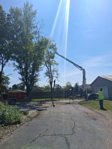 All Photos for Pro Tree Trim & Removal, Llc in Dayton, OH