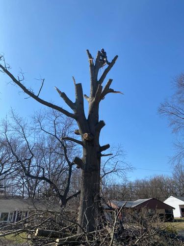 Tree Removal for Greenlee & Family Landscaping Services in Peoria, IL