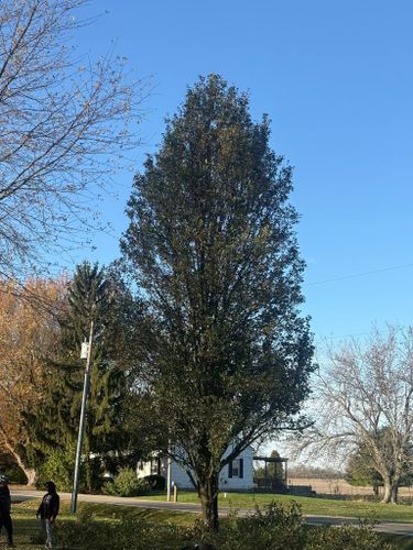  for Dig-It Tree Company in Mason, OH