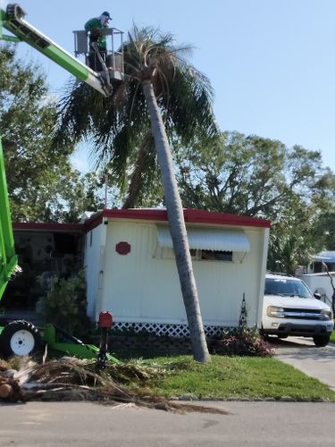 Tree Removal for Busy Beaver Stump Removal, Inc in Clearwater, FL
