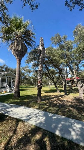  for CRM Palm & Landscaping in Rockport, TX