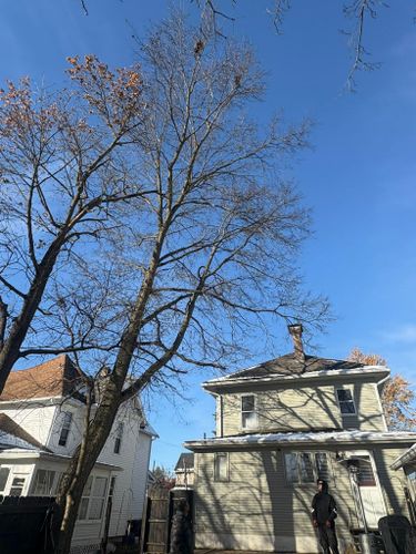  for Dig-It Tree Company in Mason, OH