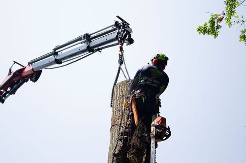 Tree Removal for Empire Tree Services in Mechanicsville, MD