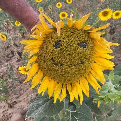 A Community That Keeps Growing for Sunflowers For Love in Naples, FL