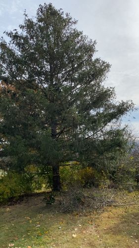 All Photos for Gray's Tree Service Inc in Maurertown, VA