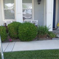 Shrub Trimming for Regalado Landscape in Antioch, CA