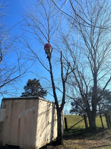 Tree Removal for Atwood’s Tree Care in Liberty,  KY