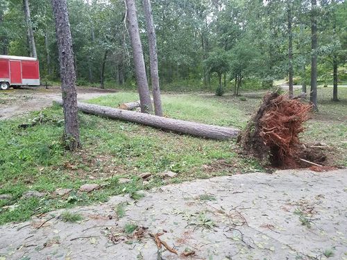 Tree removal for D&D Unlimited Landscaping in Hartwell, GA