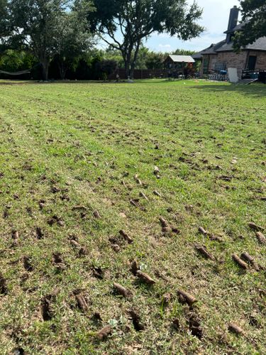 Winter green lawn package for North Texas Groundscaping in Frisco, TX