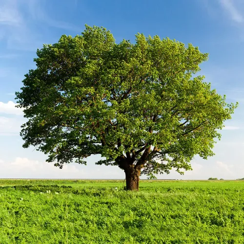 Tree Removal for Jv Tree Service, LLC in Greeley,  CO