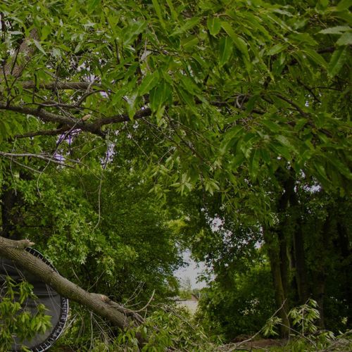  for Oakwood Tree Removal LLC in Oak Creek,  WI