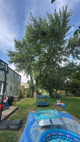 All Photos for Pro Tree Trim & Removal, Llc in Dayton, OH