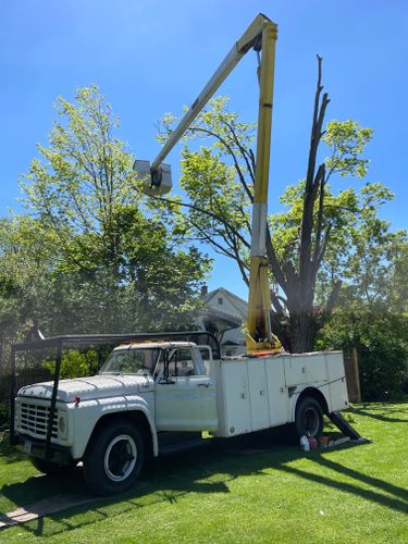 Tree Removal for Benjamin & Sons in Elmira, NY