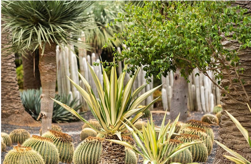 Xeriscaping for Citiscapes, LLC in Phoenix, AZ