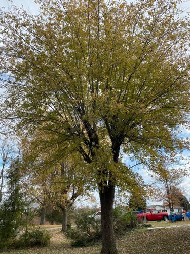 Fall and Spring Clean Up for Atwood’s Tree Care in Liberty,  KY