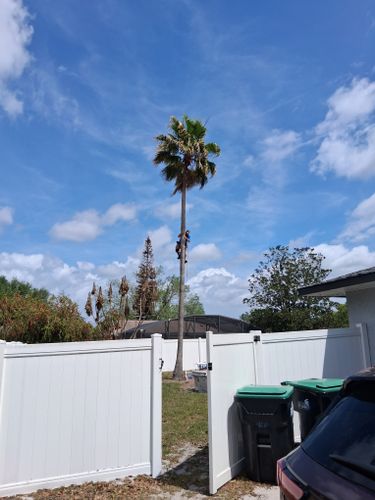 All Photos for A Southern Style Tree Service in Orlando, FL