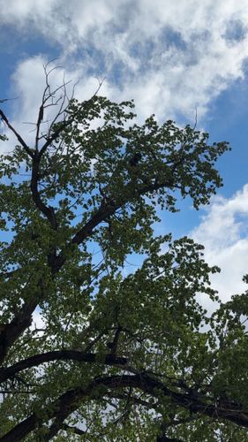 Tree Trimming for Elevated Tree Care in Gillette, WY
